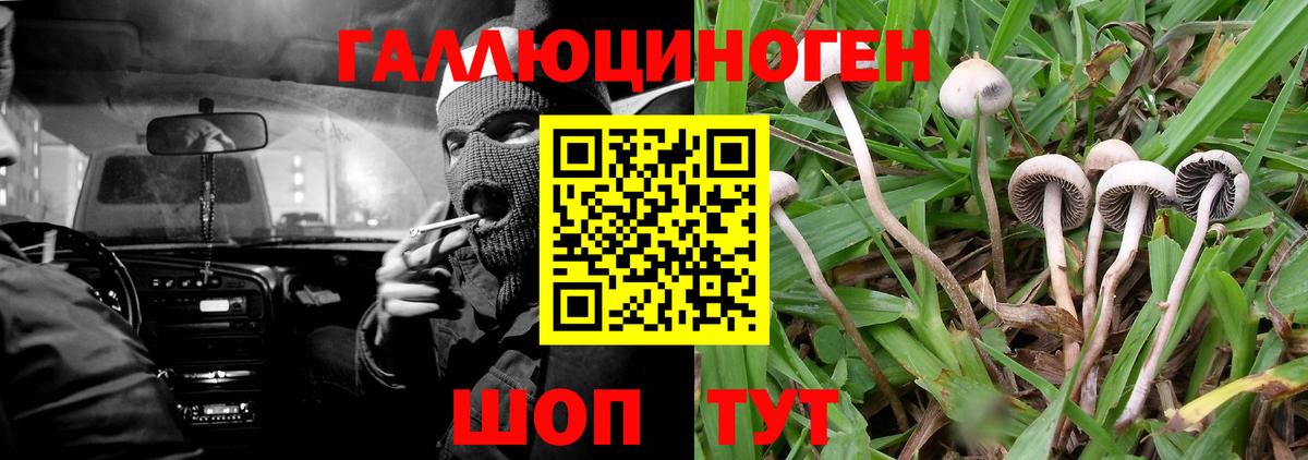 Псилоцибиновые грибы Cubensis Соль-Илецк